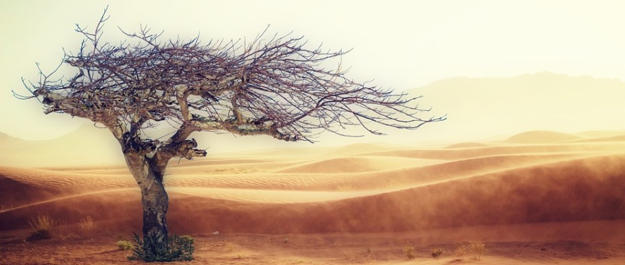 מסננים את האבק ומקבלים מינרלים. עץ במדבר. צילום: pixabay